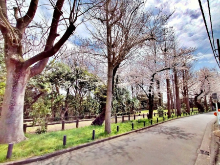 その他　岡沢町公園緑道。夏は、緑に溢れ、春は桜がキレイな緑道。日々の忙しさを忘れさせてくれる自然豊かな住環境。働き方の変容と共に変わる生活のリズム、住環境を重視した新居選びがトレンドのひとつになっています。